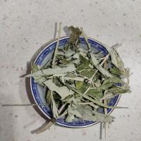 بادرنجبویه