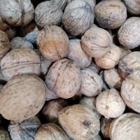 گردوی کاغذی اصل اسکو