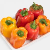 فلفل دلمه ای رنگی