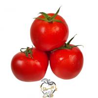 گوجه فرنگی بوته ای