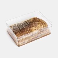 عسل مومدار شیشه ای