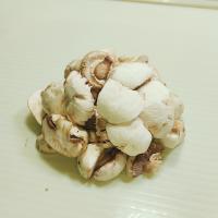 قارچ (اضافه)