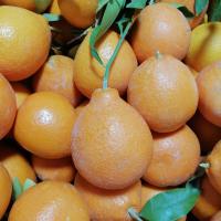 نارنگی تانجلا