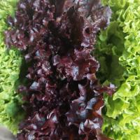 کاهو فرانسوی