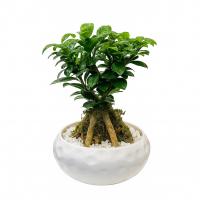 گلدان بونسای جنسینگ ۱