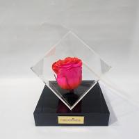 رز جاودان شماره 39