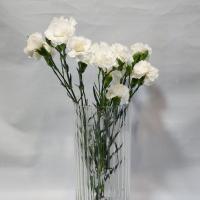 دسته گل میخک