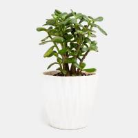 گلدان کراسولا