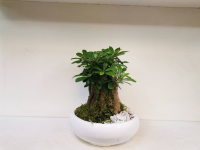 گلدان بونسای میخک هندی 2