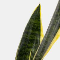 گلدان سانسوریا(سایز کوچک)