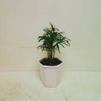 گلدان شامادورا