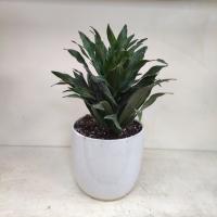 گلدان کامپکت 1