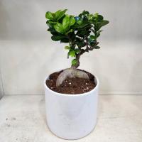 گلدان بونسای جنسینگ شماره۲