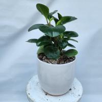 گلدان قاشقی بزرگ