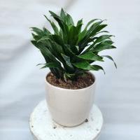 گلدان کامپکت 2