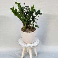 گلدان زاموفیلیا