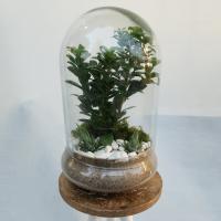 گلدان تراریوم بونسای 2