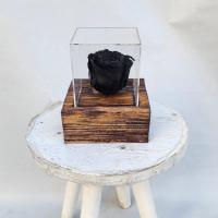 رز جاودان شماره ۶