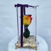 رز جاودان شماره ۲۳