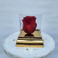 رز جاودان شماره ۲۵