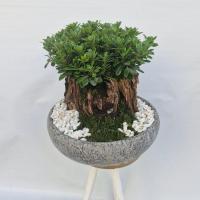 گلدان بونسای میخک هندی شماره 1