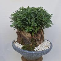 گلدان بونسای میخک هندی شماره 2