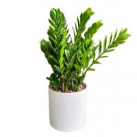 گلدان زاموفیلیا شماره 1