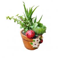 گلدان کاکتوس ۳