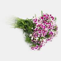 دسته گل قرنفل بنفش