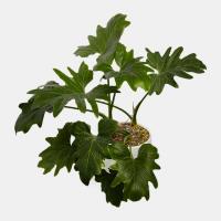 گلدان برگ انجیری