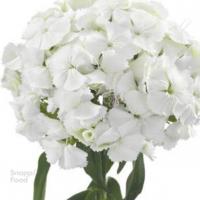 دسته گل قرنفل سفید