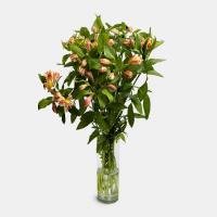 دسته گل آلسترومریا گلبهی