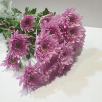 دسته گل داوودی صورتی