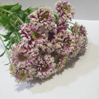 دسته گل داوودی بنفش چیتی 