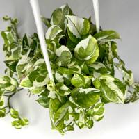 گلدان پتوس ارتشی