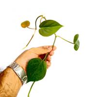 قلمه گیاه اسکاندیس سبز