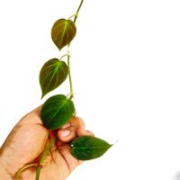 قلمه گیاه اسکاندیس میکانز