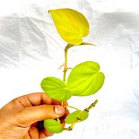 قلمه گیاه اسکاندیس نئون