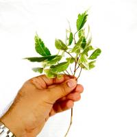 قلمه بنجامین ابلق