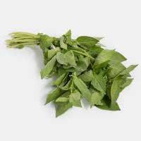 سبزی ریحان سبز