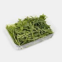 سبزی روکولا