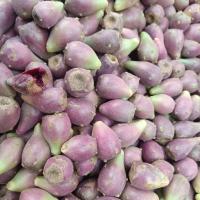 میوه کاکتوس