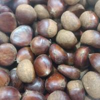 شاه بلوط ممتاز