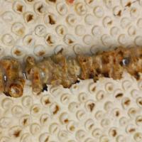 خوش گوشت گوسفندی (یک سیخ)