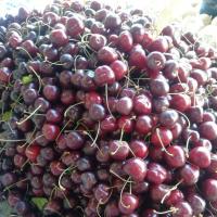 گیلاس تکدانه 