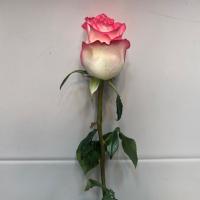 رز هلندی لب صورتی