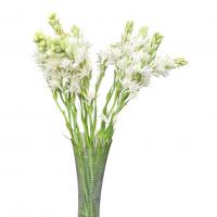 شاخه گل مریم