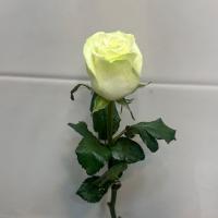  رز هلندی سفید
