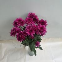 دسته گل داوودی مینیاتوری طیف رنگ بنفش