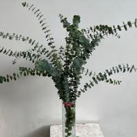 برگ اوکالیپتوس 